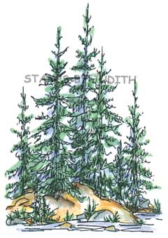 S-37 Pine Trees